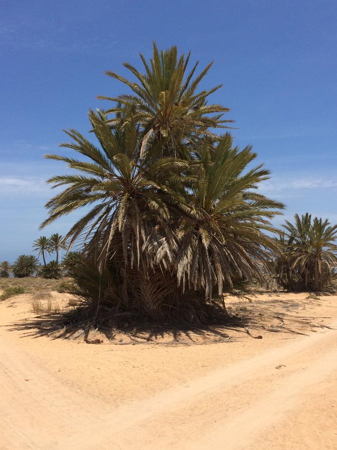 Dar Jasmin Djerba Bed and Breakfast Temlale Buitenkant foto
